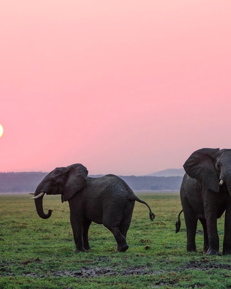 An elephant in dense green forest at first light